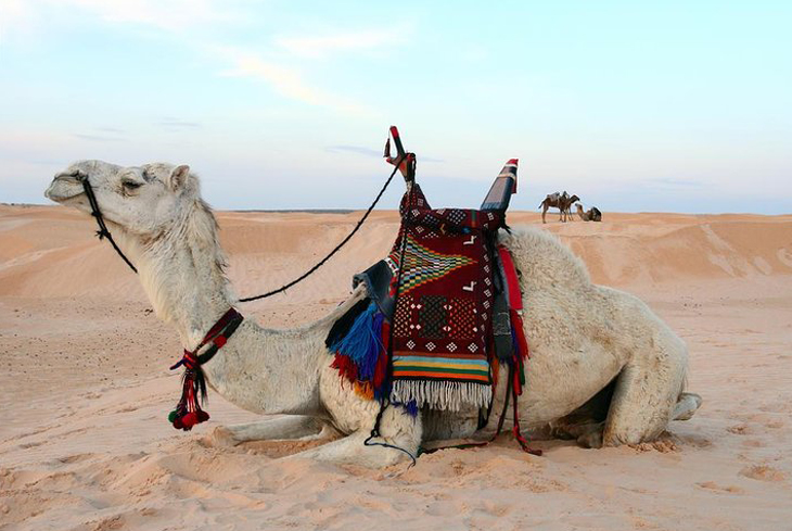 Egypt Oasis Camel in Farafra _97b53_lg.jpg